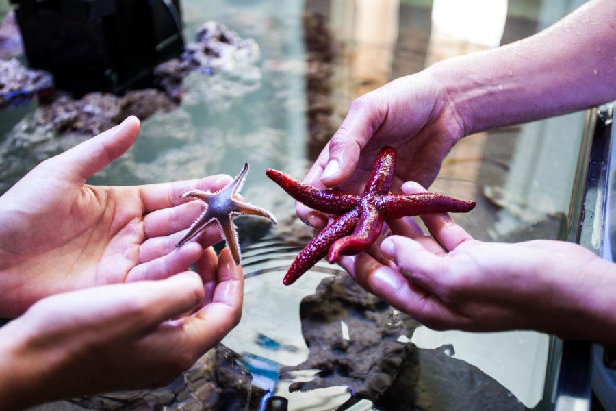 Museo Vivo del Mare Pioppi