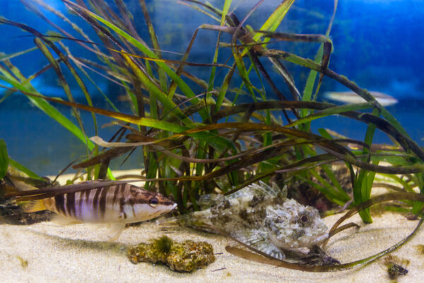 Museo Vivo del Mare Pioppi