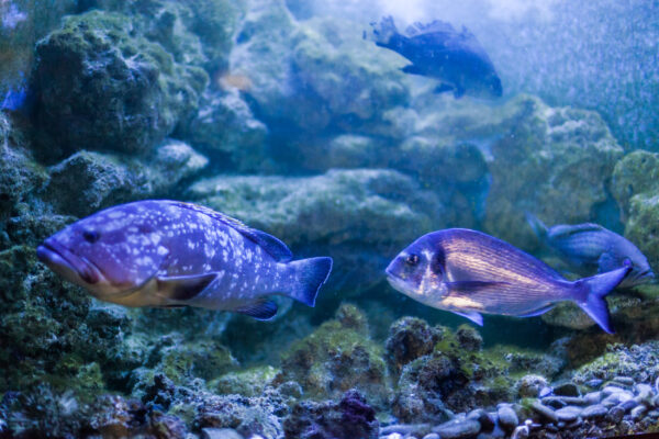 Museo Vivo del Mare Pioppi