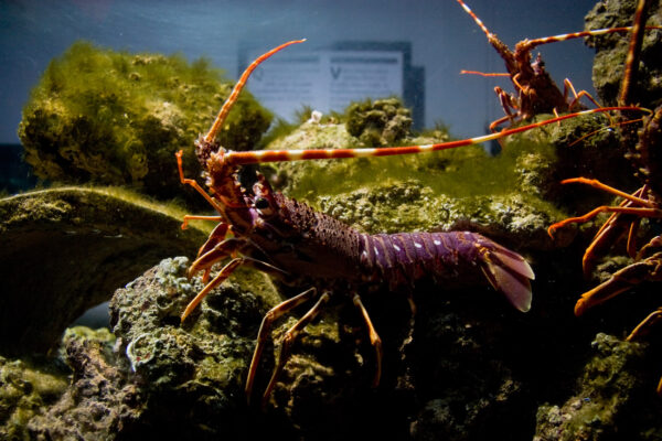 Museo Vivo del Mare Pioppi