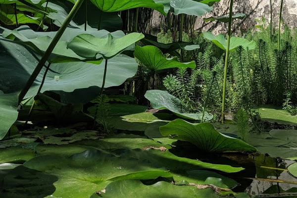 Giardino della Minerva Salerno
